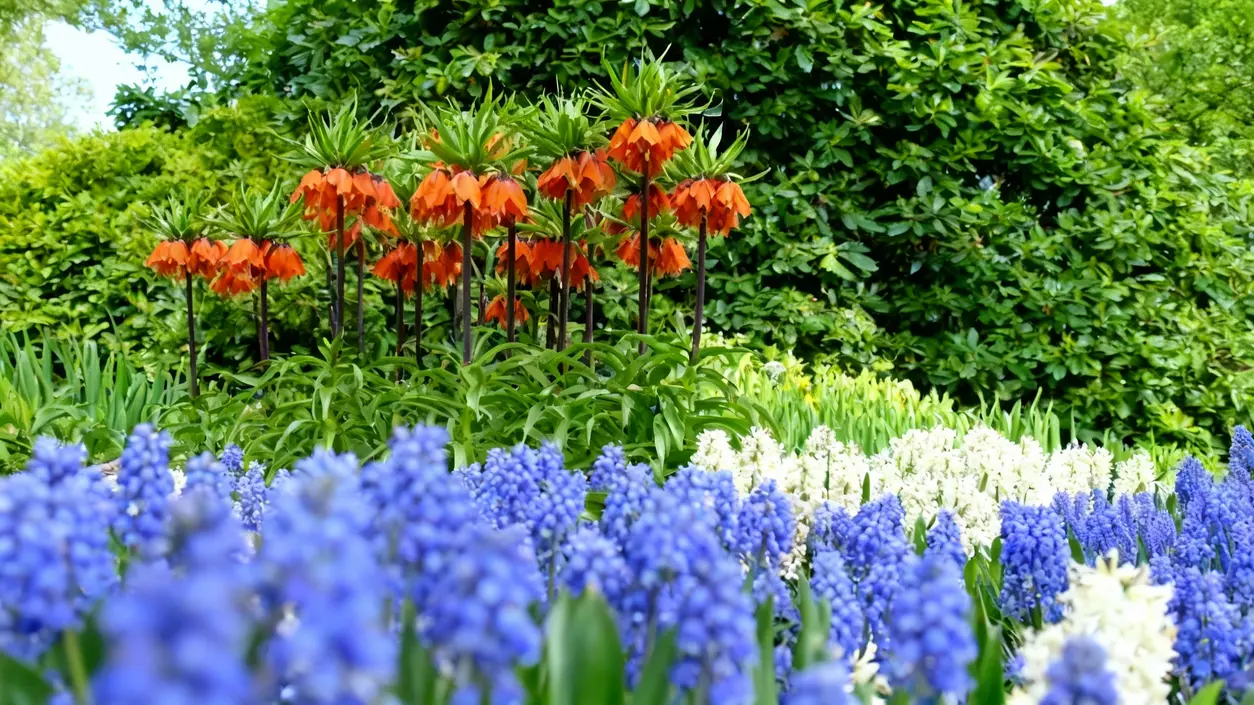 Fiori primaverili colorati in un giardino, con varietà di bulbi in fiore