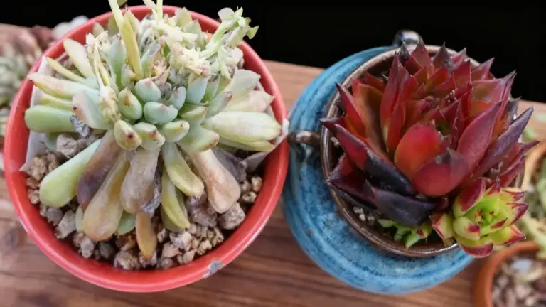 Due piante grasse in vasi di terracotta e ceramica, una sana e l'altra in cattive condizioni