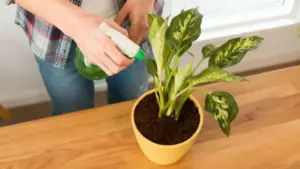 Una persona spruzza acqua su una pianta in vaso con foglie verdi variegate