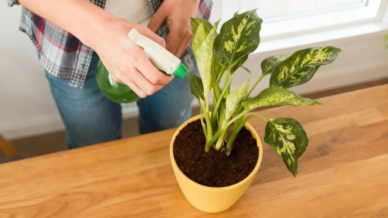 Una persona spruzza acqua su una pianta in vaso con foglie verdi variegate