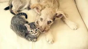 Cane e gatto sdraiati insieme su un divano chiaro