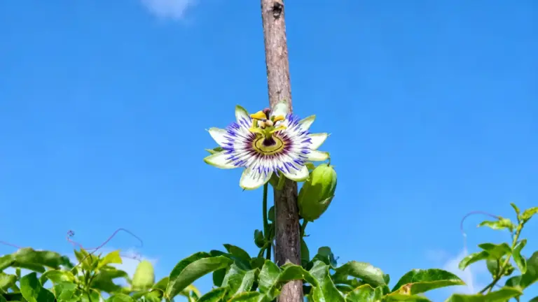 Fiore di una pianta rampicante passionaria con cielo azzurro sullo sfondo