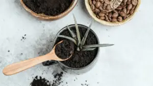 Fondi di caffè usati in una piantina in vaso con cucchiaio di legno