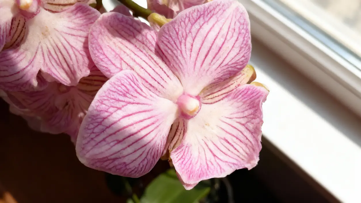 Orchidea rosa con venature viola vicino a una finestra illuminata dal sole