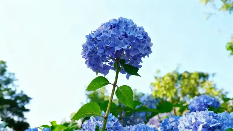 Fiore di ortensia blu in primo piano con foglie verdi e cielo azzurro sullo sfondo