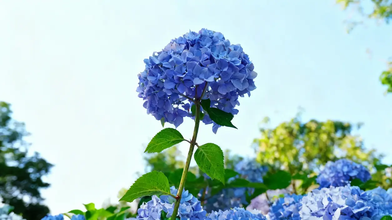 Fiore di ortensia blu in primo piano con foglie verdi e cielo azzurro sullo sfondo