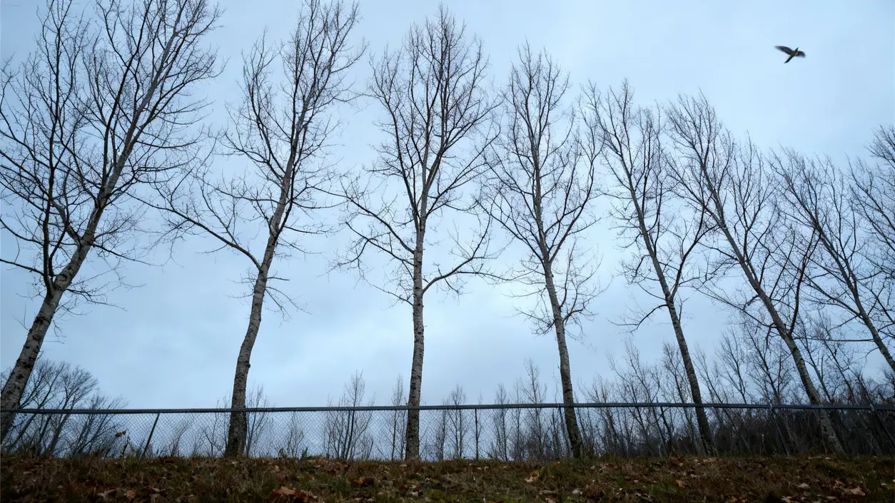 Alberi spogli in inverno su uno sfondo nuvoloso