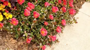 Piante di portulaca con fiori rosa e gialli in un’aiuola soleggiata