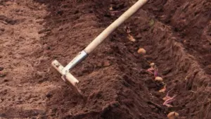 Attrezzo agricolo che lavora il terreno con patate appena piantate in solchi