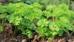 Piante di prezzemolo fresco che crescono rigogliose nel terreno.
