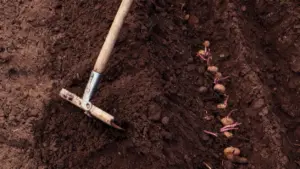 Patate con germogli piantate nel terreno accanto a una zappa