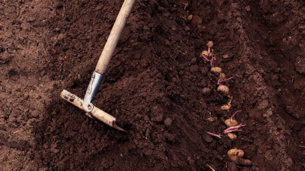 Patate con germogli piantate nel terreno accanto a una zappa