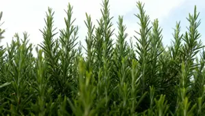 Rametti di rosmarino verde in un giardino all'aperto