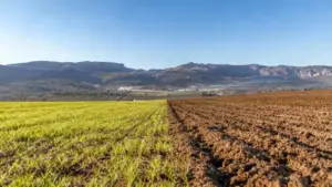 Terreno agricolo diviso tra erba verde e terra arata, con montagne sullo sfondo
