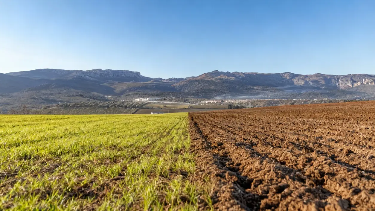 Terreno agricolo diviso tra erba verde e terra arata, con montagne sullo sfondo