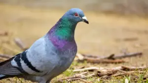Primo piano di un piccione su un terreno erboso con rametti